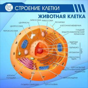 Информационный стенд Строение клетки Животная клетка